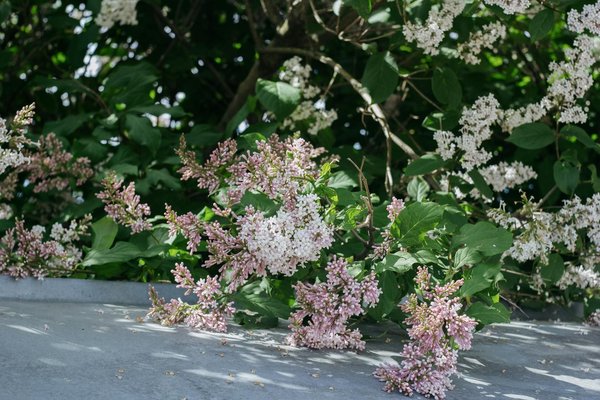 Transformez Votre Mur en Chef-d'Œuvre : Guide Pratique pour Réaliser une Fresque Artistique à Domicile